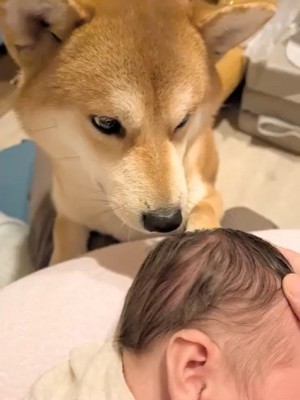 赤ちゃんを見つめる柴犬