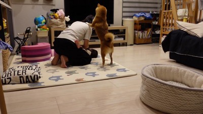 「妹を食べないで!!」