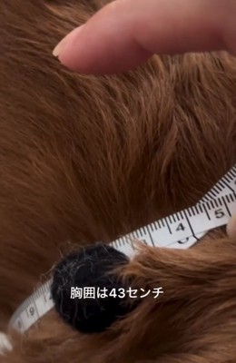 胸囲は43センチのエールくん