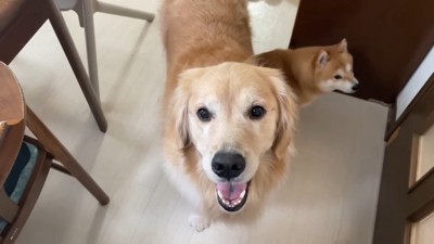 「え?お散歩?」