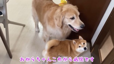 おからちゃんだけを病院へ…