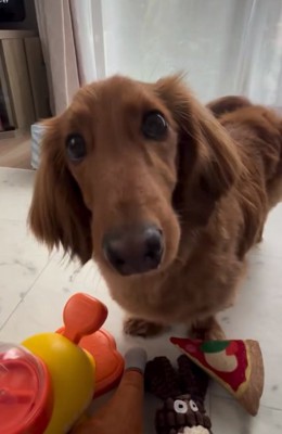 ミニチュアダックスフンドのエールくん