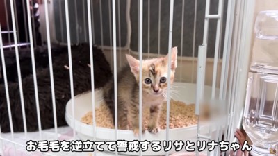 2匹の子猫と初対面!