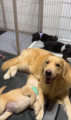 たのちゃんと赤ちゃん犬7