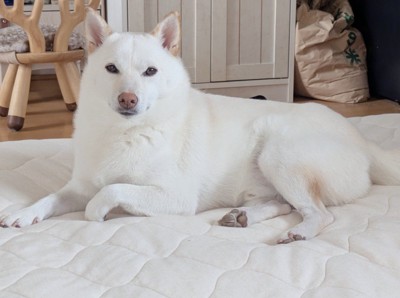 まんまる君の日常