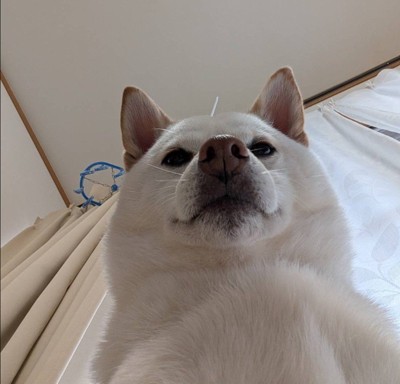 飼い主さんを看病するまんまる君