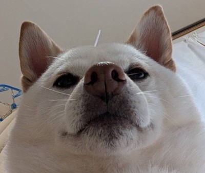 飼い主さんを看病するまんまる君3