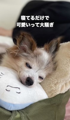 愛されまくっています