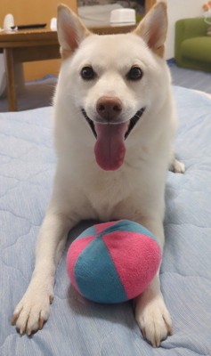 まんまる君の日常3