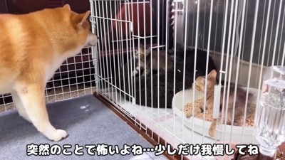 毛を逆立てながら威嚇