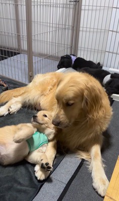 たのちゃんと赤ちゃん犬3