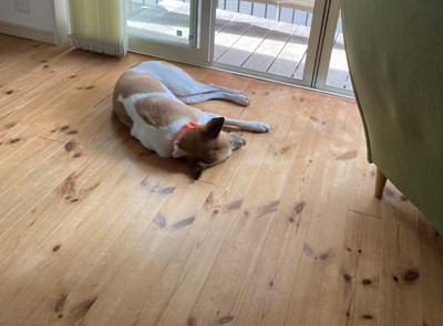 のびのび