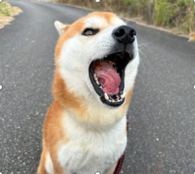 大きな