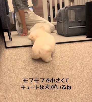 鏡を覗き込むような犬