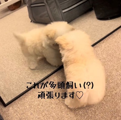 鏡の中の自分と鼻をくっつける犬