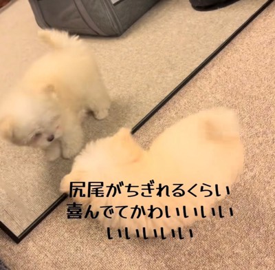 鏡の前でおしりを振る犬