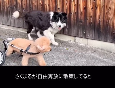 一緒にお散歩