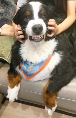 ムキ顔のハリーくん