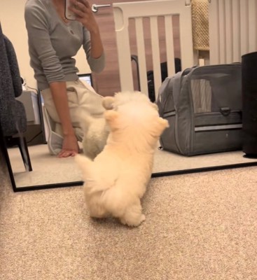 鏡越しに前足をあげてはしゃぐ犬