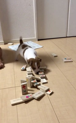 思わず笑顔になっちゃいます