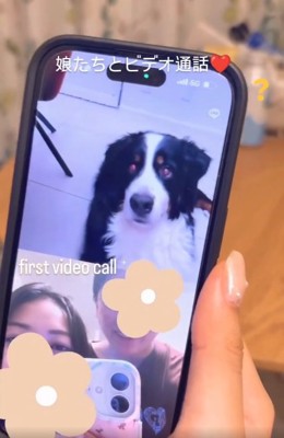 バーニーズマウンテンドッグのハリーくん