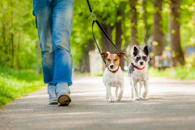 2匹の犬の散歩