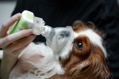 酸素吸入をする犬