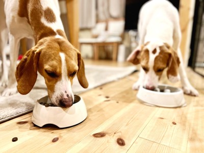 ご飯を食べる2匹の犬