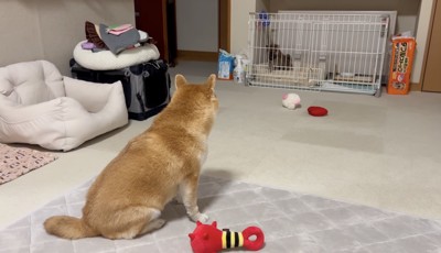 見つめるひまりちゃん