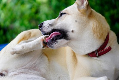 自分の足を噛んでいる犬