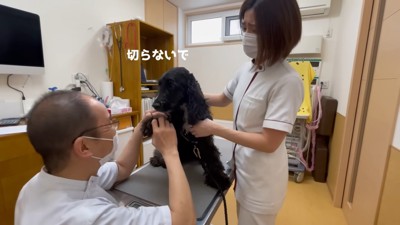 「爪切りされる!?」