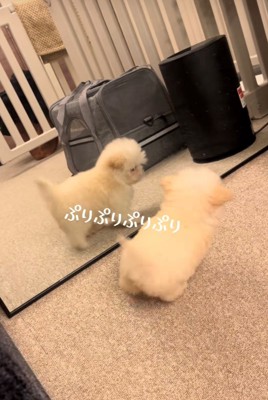 鏡の前を行ったり来たりする犬