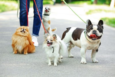 散歩する複数の犬