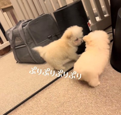 鏡に映る自分を見つめる犬