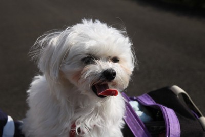 舌を出して呼吸する白い犬
