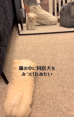 鏡を見る犬