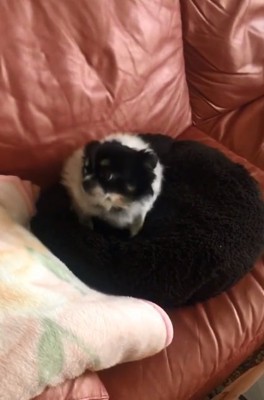 耳が倒れるちーちゃん