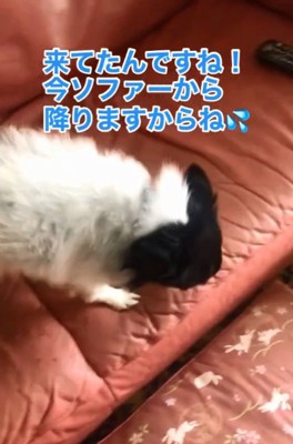 ソファから降り始めるちーちゃん