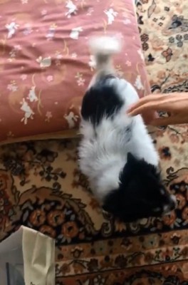 喜ぶちーちゃん