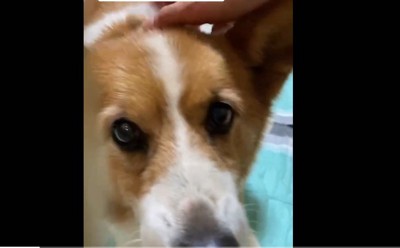 飼い主