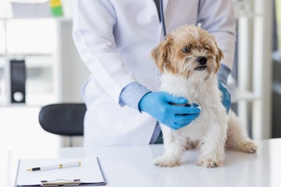 犬の診察