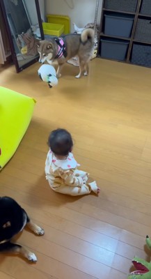 ぬいぐるみを持ってきた！