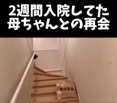 顔を出すパグ
