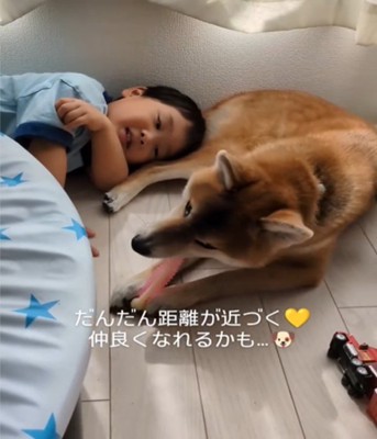 遊ぶ犬を見る男の子