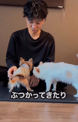 ぶつかる老犬