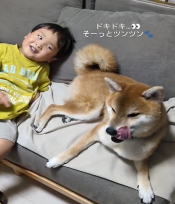 ソファの上で犬を見る男の子