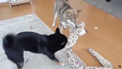 最後は一緒に遊ぶ♪