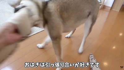 おはぎちゃんは引っ張り合い