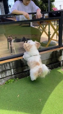 男性に向かって跳びはねる犬