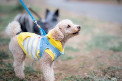 青いハーネス、黄色い服の犬